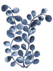 Emily Mann, Ink and Indigo, Fine Art Licensing for Hospitality and Interior Design Projects, Flora 11, INKFLORA010