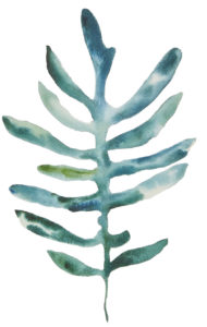 Emily Mann, Ink and Indigo, Fine Art Licensing for Hospitality and Interior Design Projects, Flora 5, INKFLORA004